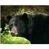 Image 1 : Michigan – 2025 Black Bear for a Disabled or Youth Hunter (17 or Younger)