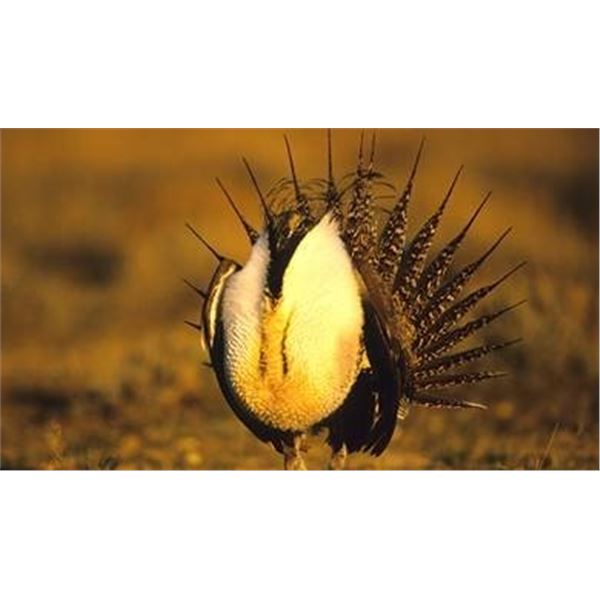Wyoming -2 Day – Sage Grouse Hunt for Two Hunters