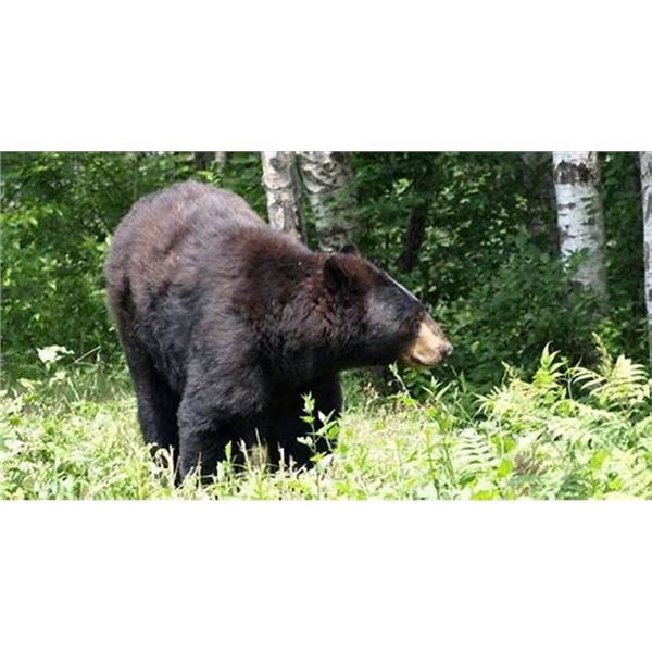 Ontario – 5 Day – Black Bear Hunt for One Hunter