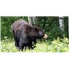 Image 1 : Ontario – 5 Day – Black Bear Hunt for One Hunter