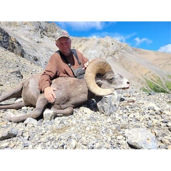 Four North American Wild Sheep for One Hunter