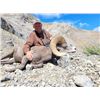Image 1 : Four North American Wild Sheep for One Hunter