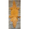 Image 2 : *Louisana Alligator Hide