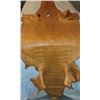 Image 3 : *Louisana Alligator Hide
