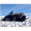Image 1 : Northwest Territories – 5 Day – Musk Ox Hunt for One Hunter