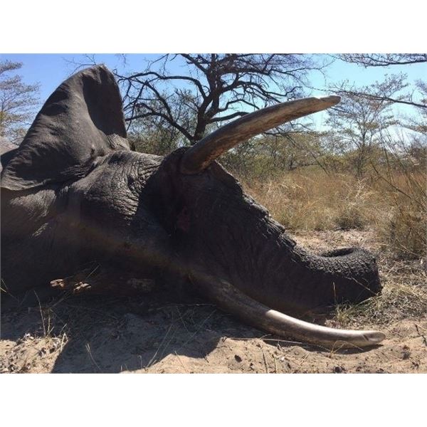 Zimbabwe - 21 Day – Bull Elephant Hunt for One Hunter