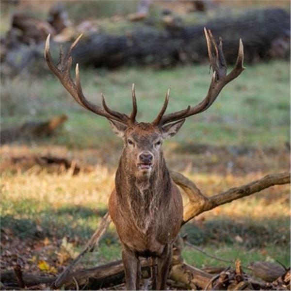 Spain – Mountain Red Stag Hunt for Two Hunters