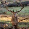 Image 1 : Spain – Mountain Red Stag Hunt for Two Hunters