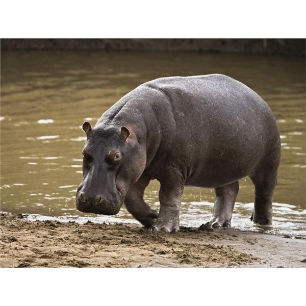 South Africa – 8 day - Hippo/Crocodile Combination Hunt for One Hunter and One Non-hunter