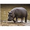 Image 1 : South Africa – 8 day - Hippo/Crocodile Combination Hunt for One Hunter and One Non-hunter