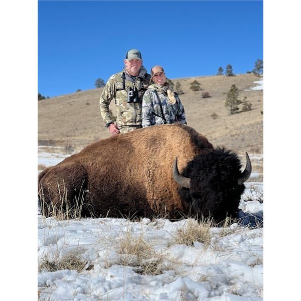Colorado -2 Day – Free Range Bison Hunt for One Hunter