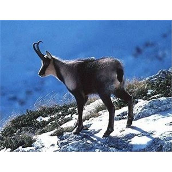 New Zealand – 5 Day – Purchaser’s Choice Hunt for Two Hunters