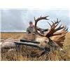 Image 1 : Newfoundland -5 Day - Woodland Caribou Hunt for One Hunter