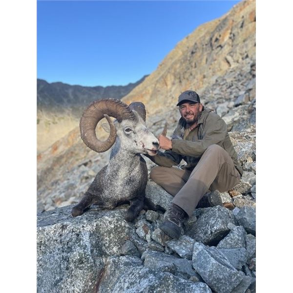 Yukon Territory – 14 Day – Stone Sheep, Wolf and Black Bear Hunt for One Hunter