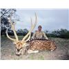 Image 1 : Texas – 2.5 Day – Axis Deer Hunt for One Hunter