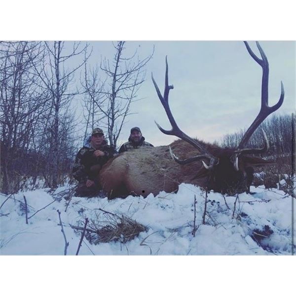 *Alberta Rocky Mountain Elk and Wolf Hunt for One Hunter
