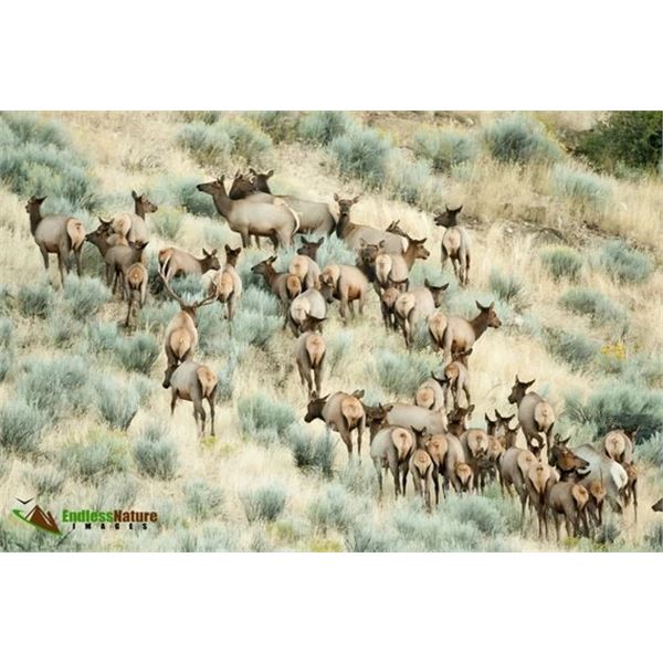 *Wyoming - 4 Day - Cow Elk Hunt for One Hunter