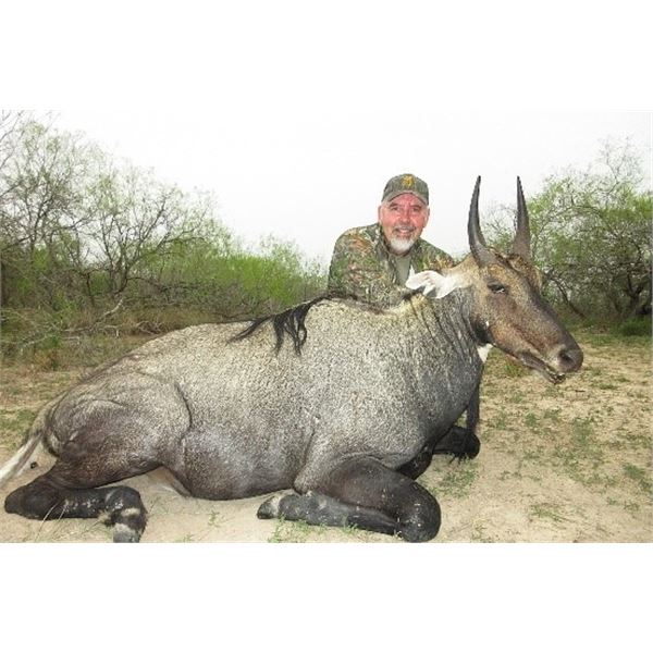 *Texas - 2 ½ Day - Nilgai Antelope Hunt for One Hunter