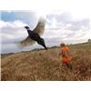 Image 1 : *Iowa - 2 Day Upland Bird Hunt for Two Hunters