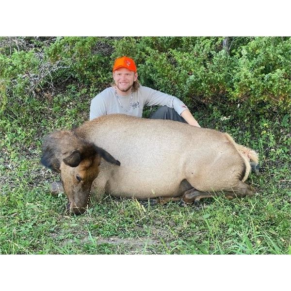 Wyoming - 4 Day - Cow Elk Hunt for One Hunter