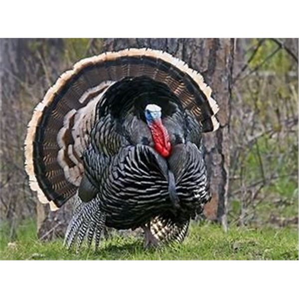 Wyoming - 3 day - Fully Guided Merriam Turkey Hunt for Two Hunters