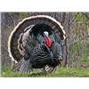 Image 1 : Wyoming - 3 day - Fully Guided Merriam Turkey Hunt for Two Hunters