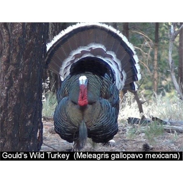 Mexico – 3 Day/ 4 Night Goulds Turkey Hunt for Two Hunters