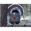 Image 1 : Mexico – 3 Day/ 4 Night Goulds Turkey Hunt for Two Hunters
