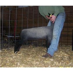 Schmillen Show Lambs