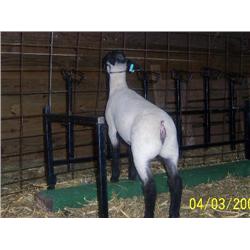 Schmillen Show Lambs