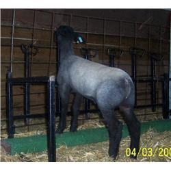 Schmillen Show Lambs