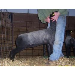 Schmillen Show Lambs