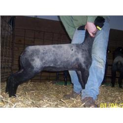 Schmillen Show Lambs