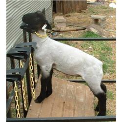 Johnny Hill - Hills' Club Lambs