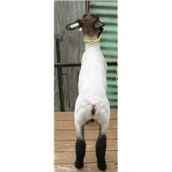 Johnny Hill - Hills' Club Lambs