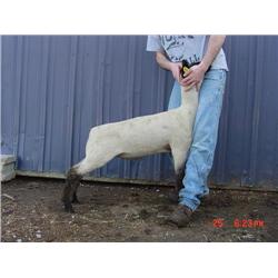 Prunty / Dyer Club Lambs