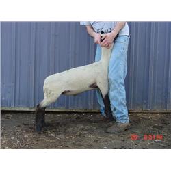 Prunty / Dyer Club Lambs