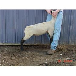 Prunty / Dyer Club Lambs