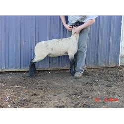 Prunty / Dyer Club Lambs