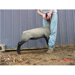 Prunty / Dyer Club Lambs