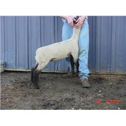 Prunty / Dyer Club Lambs