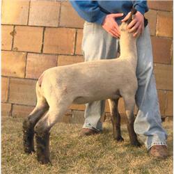 Hobbs Show Lambs