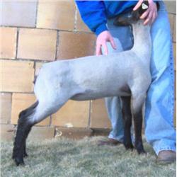 Hobbs Show Lambs
