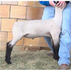 Hobbs Show Lambs