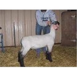 3-D Club Lambs