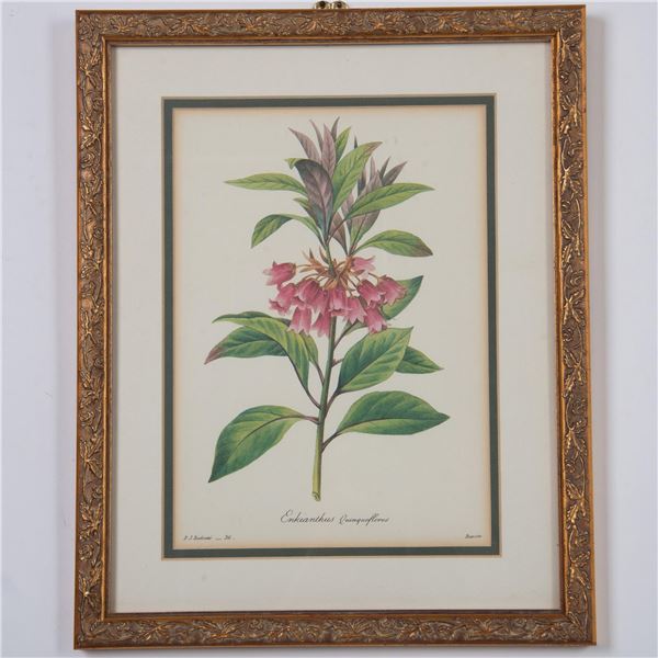 Pierre Joseph Redoute (Aft.) Lithograph on Paper