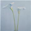 Image 2 : James Moore (Aft.) Offset on Paper, Two Calla Lilies