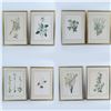 Image 1 : Set of 8 Flora Color Prints on Paper after Niki Goulandris