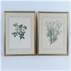 Image 4 : Set of 8 Flora Color Prints on Paper after Niki Goulandris