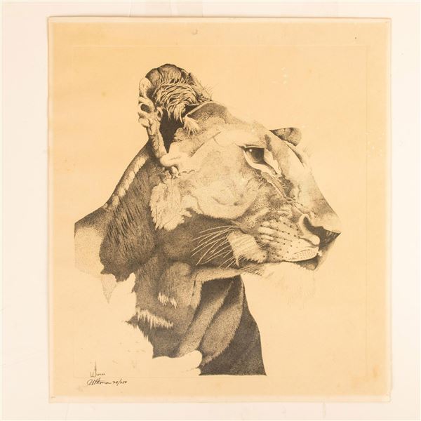 W. Thoman, Large Original Etching on Paper, Lioness, Signed